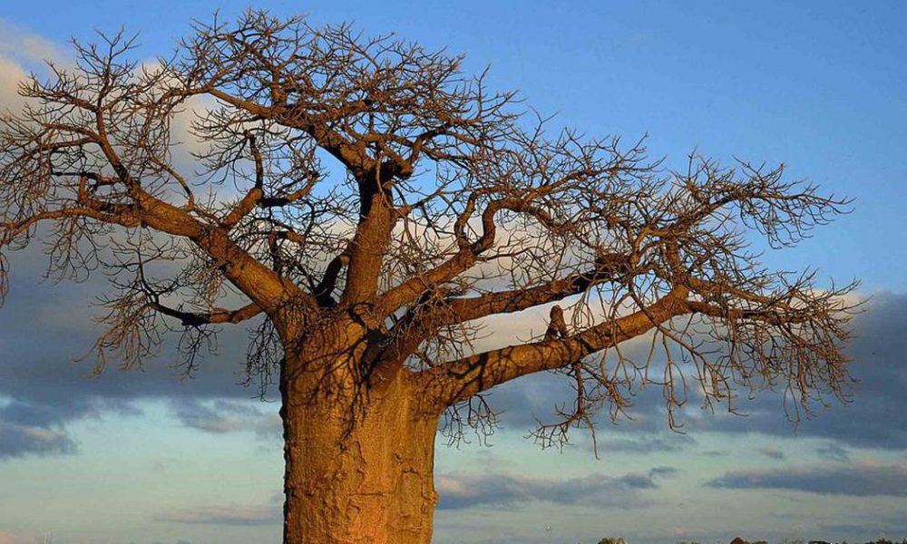 Asian and African Eco-Dystopian Novels: A Reflection on Environmental Crisis