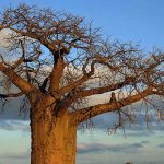 Asian and African Eco-Dystopian Novels: A Reflection on Environmental Crisis