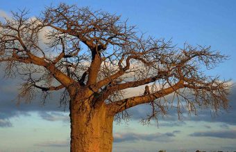 Asian and African Eco-Dystopian Novels: A Reflection on Environmental Crisis