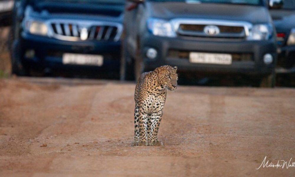 Concerns Grow Over 'Leopard Jams' in Sri Lanka's Yala National Park
