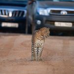 Concerns Grow Over 'Leopard Jams' in Sri Lanka's Yala National Park