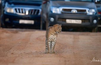 Concerns Grow Over 'Leopard Jams' in Sri Lanka's Yala National Park