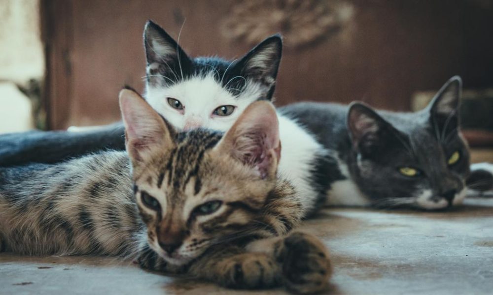 Exploring South Asian Experiences: A New Anthology of Poetry Unveils Deep Societal Reflections