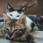 Exploring South Asian Experiences: A New Anthology of Poetry Unveils Deep Societal Reflections