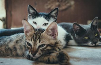 Exploring South Asian Experiences: A New Anthology of Poetry Unveils Deep Societal Reflections