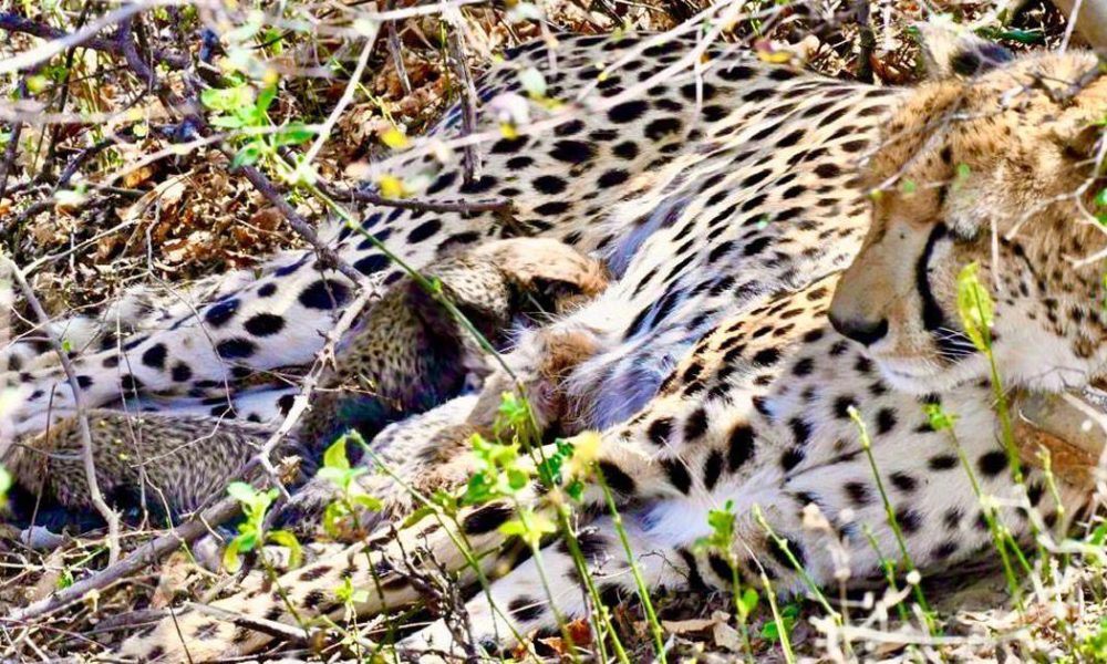 Historic Birth: First Wild Cheetah Cubs Arrive in Kuno National Park Since Reintroduction Project