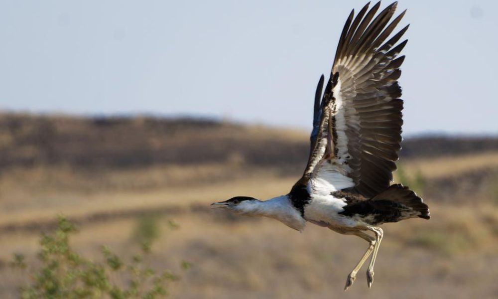 Historic Hatch: Great Indian Bustard Chick Born in Gujarat After Decade of Conservation Efforts