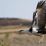 Historic Hatch: Great Indian Bustard Chick Born in Gujarat After Decade of Conservation Efforts