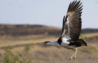 Historic Hatch: Great Indian Bustard Chick Born in Gujarat After Decade of Conservation Efforts
