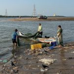 Mumbai's Koli Fishing Community Faces Threat as Coastal Road Project Endangers Mangrove Ecosystems