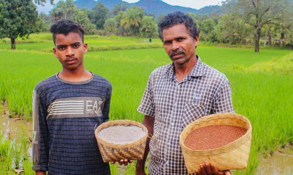 Reviving Tradition: Odisha's Adivasi Farmers Safeguard Indigenous Seeds
