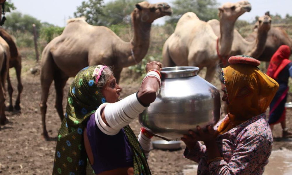 Struggles of Madhya Pradesh's Raika Community Amidst Vanishing Grazing Lands