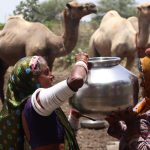Struggles of Madhya Pradesh's Raika Community Amidst Vanishing Grazing Lands