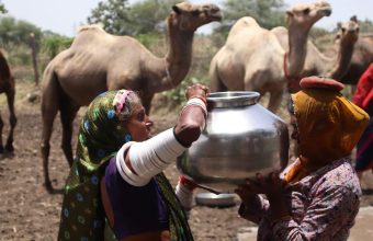 Struggles of Madhya Pradesh's Raika Community Amidst Vanishing Grazing Lands