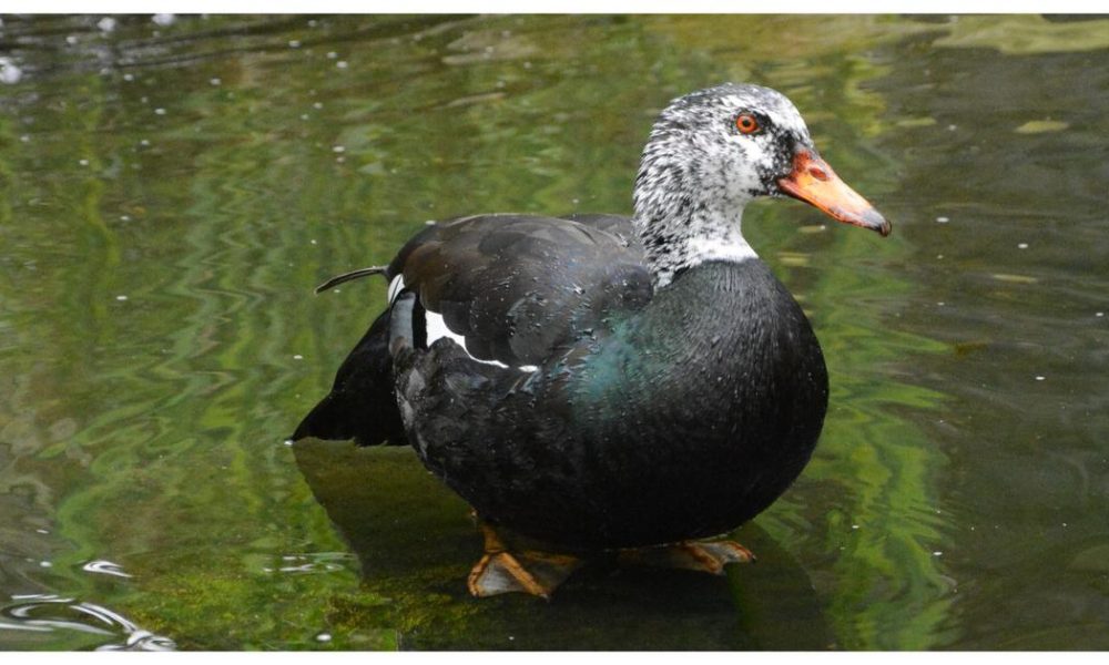 The Enigmatic Courtship of the White-Winged Duck: Assam's Avian Treasure