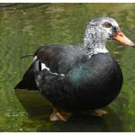 The Enigmatic Courtship of the White-Winged Duck: Assam's Avian Treasure
