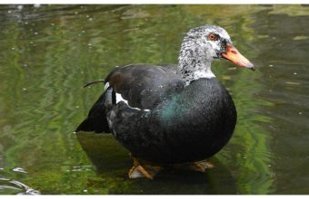 The Enigmatic Courtship of the White-Winged Duck: Assam's Avian Treasure