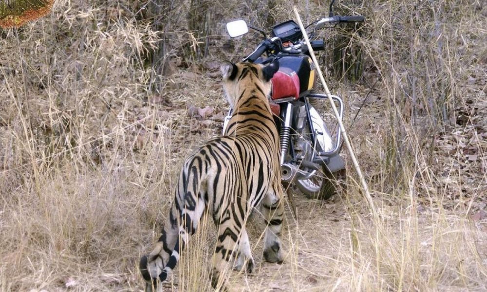 The Journey of Maya: From Struggles to Triumph as a Tiger Matriarch