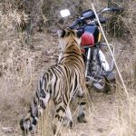 The Journey of Maya: From Struggles to Triumph as a Tiger Matriarch