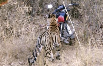The Journey of Maya: From Struggles to Triumph as a Tiger Matriarch