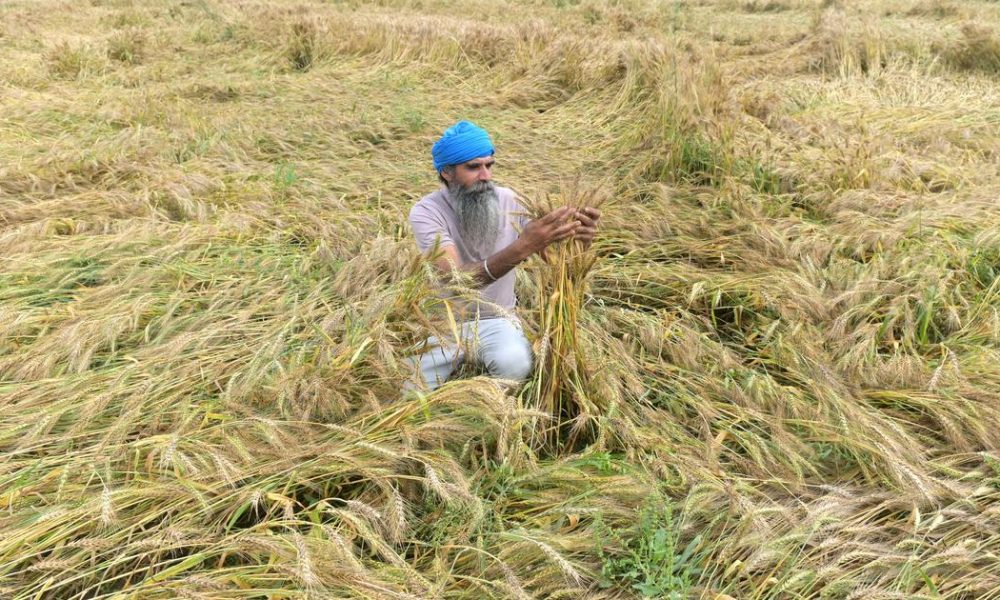 Unexpected Rain and Hail Disrupt Harvests in Eastern India