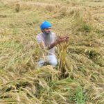 Unexpected Rain and Hail Disrupt Harvests in Eastern India