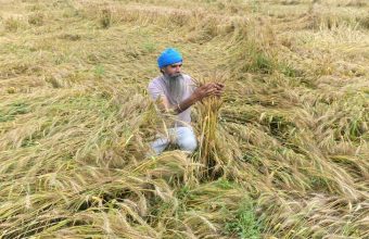 Unexpected Rain and Hail Disrupt Harvests in Eastern India