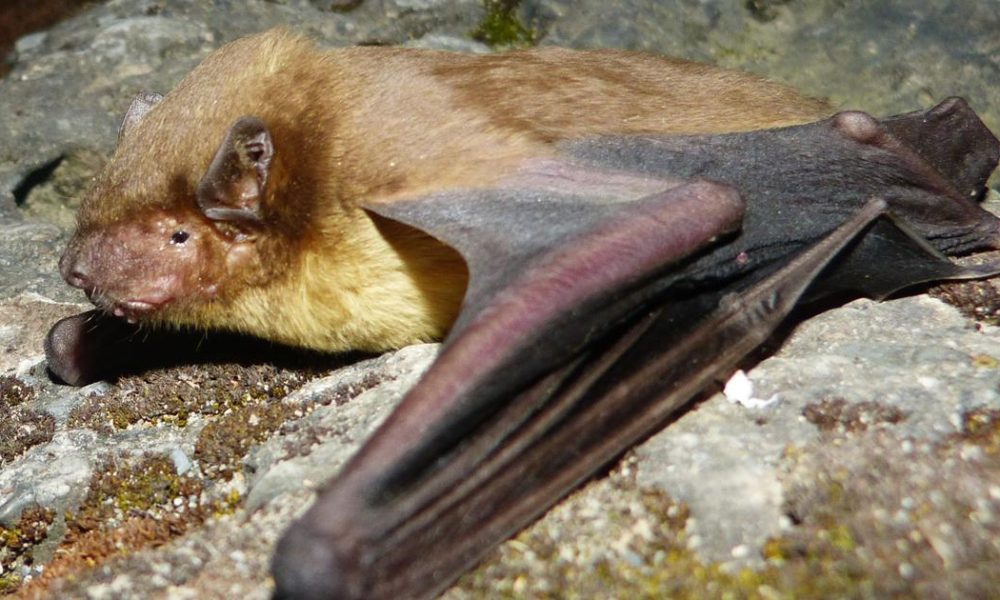 Wind Farms in India: A Hidden Menace to Bat Populations, Warns Experts
