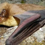 Wind Farms in India: A Hidden Menace to Bat Populations, Warns Experts