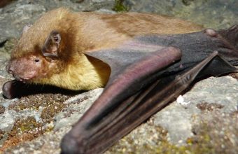 Wind Farms in India: A Hidden Menace to Bat Populations, Warns Experts
