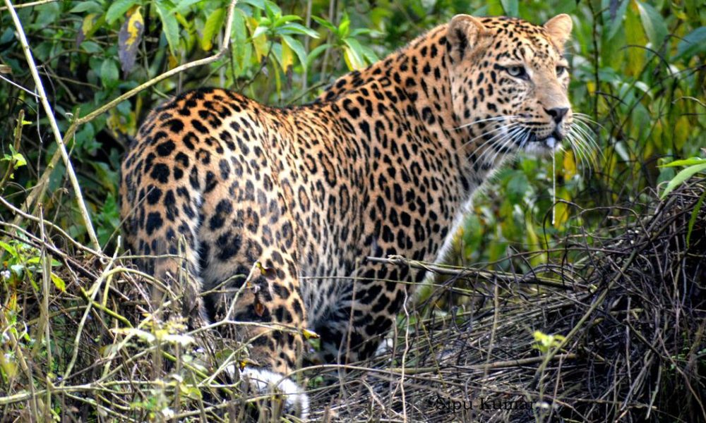 क्या महाराष्ट्र के तेंदुए के गर्भनिरोधक प्रयोग से मानव-तेंदुआ संघर्ष कम होगा?