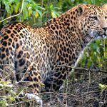 क्या महाराष्ट्र के तेंदुए के गर्भनिरोधक प्रयोग से मानव-तेंदुआ संघर्ष कम होगा?