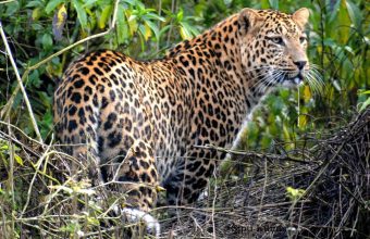 क्या महाराष्ट्र के तेंदुए के गर्भनिरोधक प्रयोग से मानव-तेंदुआ संघर्ष कम होगा?