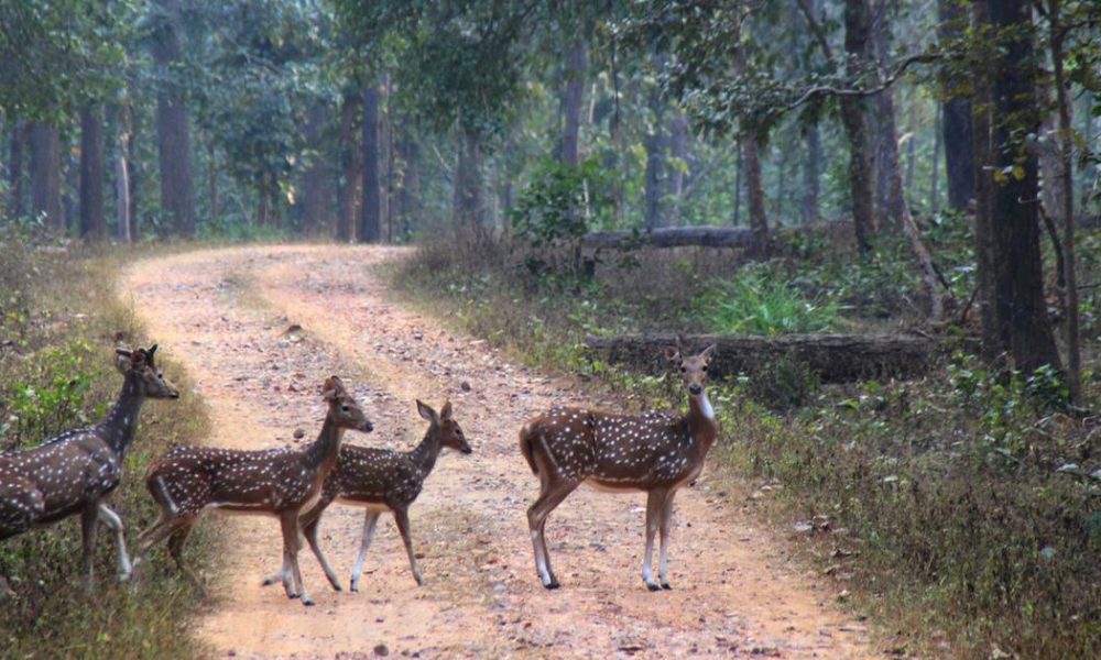 Bibhutibhushan Bandyopadhyay's 'Aranyak': A Timeless Reflection on Nature's Destruction