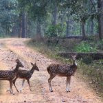 Bibhutibhushan Bandyopadhyay's 'Aranyak': A Timeless Reflection on Nature's Destruction