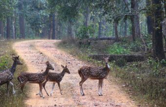 Bibhutibhushan Bandyopadhyay's 'Aranyak': A Timeless Reflection on Nature's Destruction