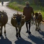 CPI (M-L) Challenges West Bengal's Restrictions on Ritual Animal Sacrifice in High Court