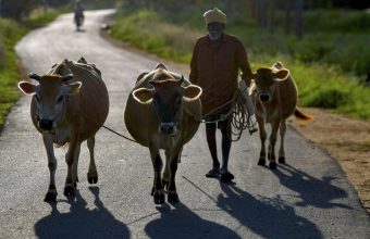 CPI (M-L) Challenges West Bengal's Restrictions on Ritual Animal Sacrifice in High Court
