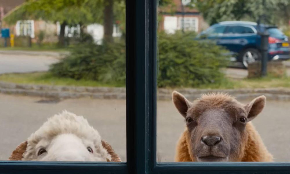 Charming Whodunit: 'The Sheep Detectives' Unfolds a Cozy Mystery in the Countryside