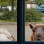 Charming Whodunit: 'The Sheep Detectives' Unfolds a Cozy Mystery in the Countryside