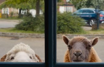 Charming Whodunit: 'The Sheep Detectives' Unfolds a Cozy Mystery in the Countryside