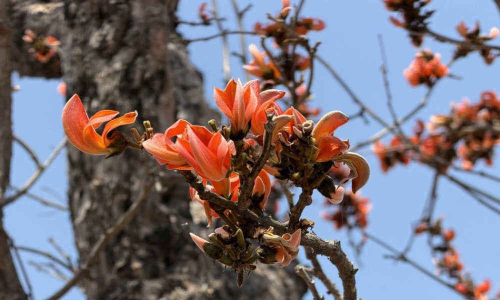 Disappearing Palash Forests Threaten Livelihoods in Jharkhand