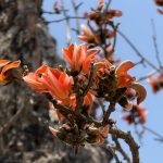 Disappearing Palash Forests Threaten Livelihoods in Jharkhand