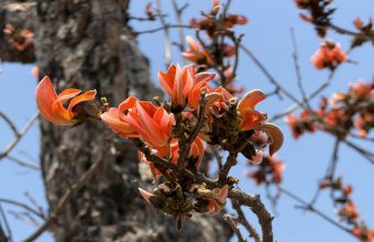 Disappearing Palash Forests Threaten Livelihoods in Jharkhand