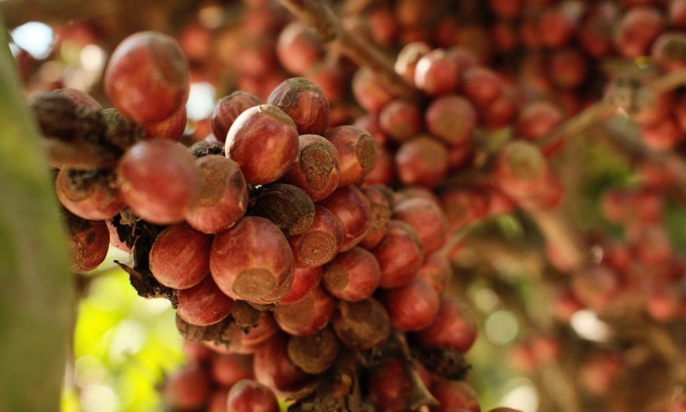 Excelsa Coffee: The Resilient Variety Thriving Amid Climate Change Challenges