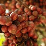 Excelsa Coffee: The Resilient Variety Thriving Amid Climate Change Challenges