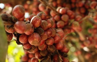 Excelsa Coffee: The Resilient Variety Thriving Amid Climate Change Challenges