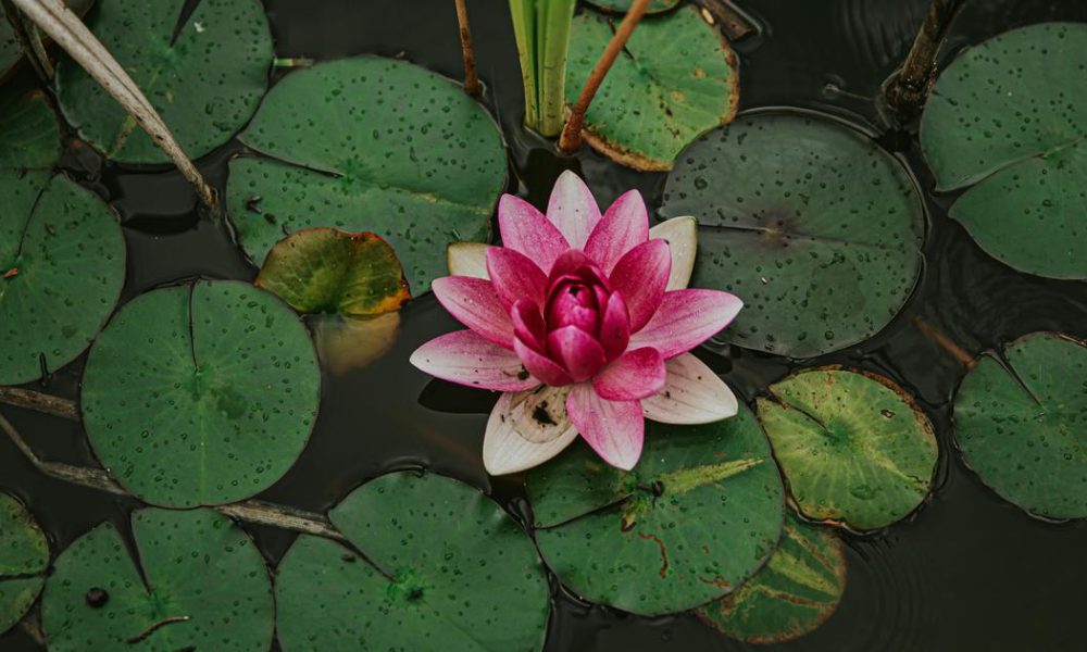 Exploring the Lotus: A Symbol of Beauty, Desire, and Transience in Indian Classical Literature