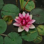 Exploring the Lotus: A Symbol of Beauty, Desire, and Transience in Indian Classical Literature