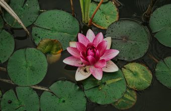 Exploring the Lotus: A Symbol of Beauty, Desire, and Transience in Indian Classical Literature